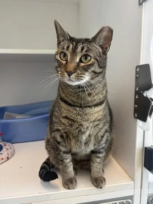 An adult small-sized female Domestic Short Hair cat named Heidi for adoption in Manteo, NC