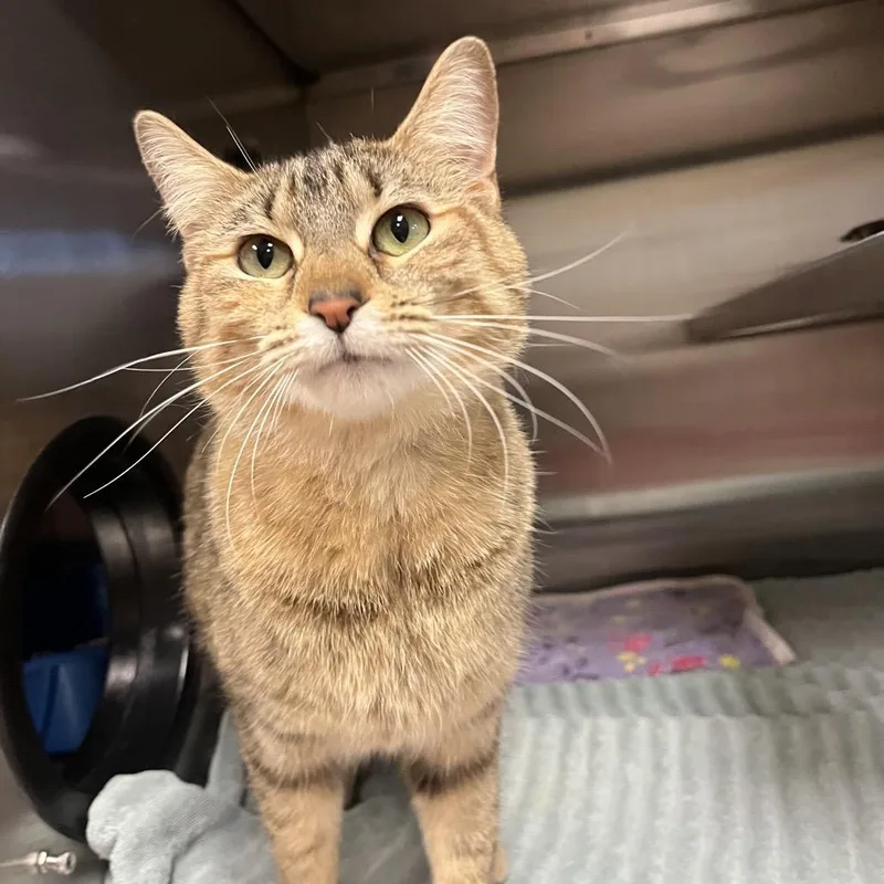 Mary Poppins thumbnail 2