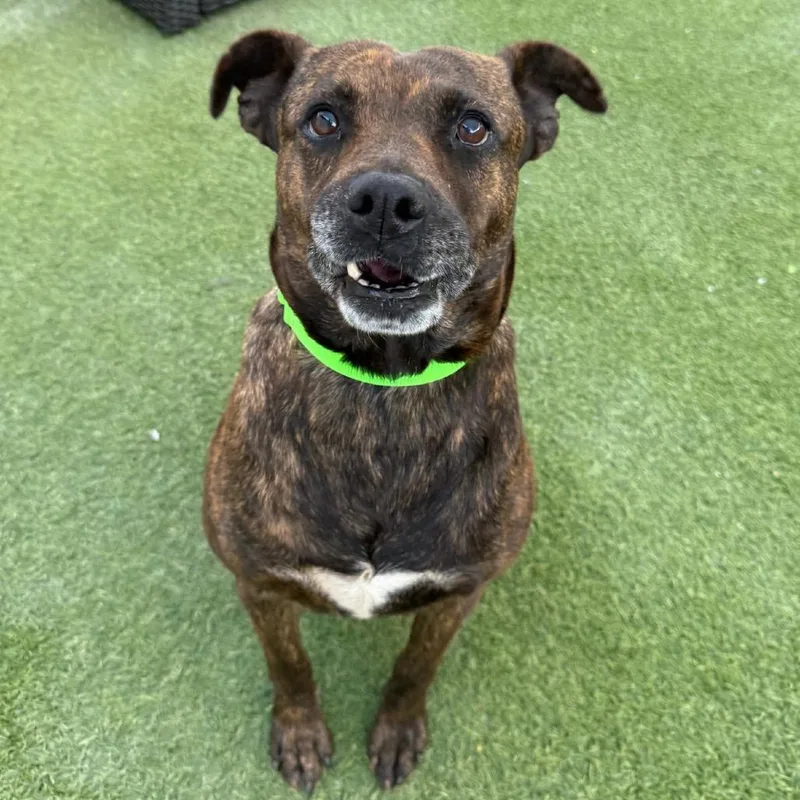 An adult medium-sized female Brown / Chocolate Terrier dog named Sammy for adoption in San Diego, CA