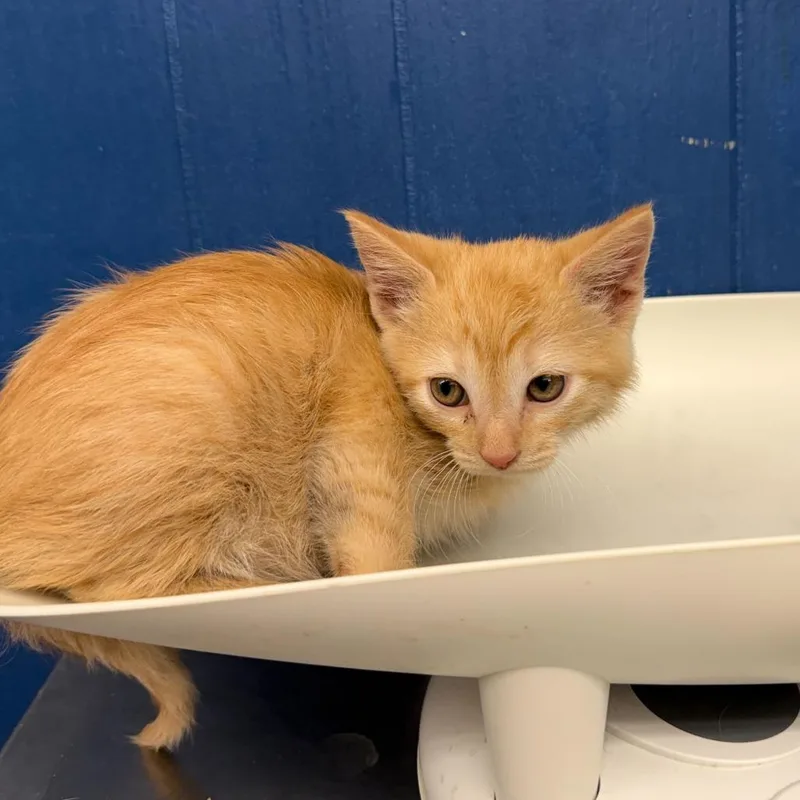 A baby small-sized male Orange / Red Domestic Short Hair cat named Niffler for adoption in Oak Hill, WV