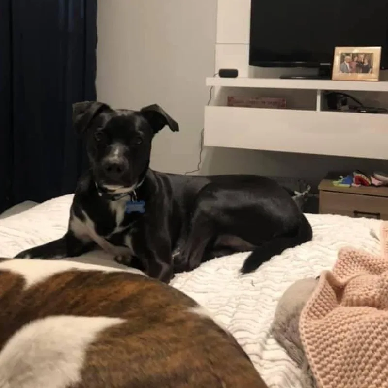 Bullwinkle Londo thumbnail 2