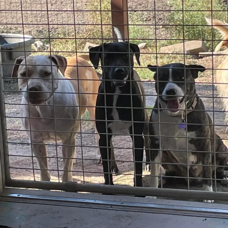 Bullwinkle Londo thumbnail 3