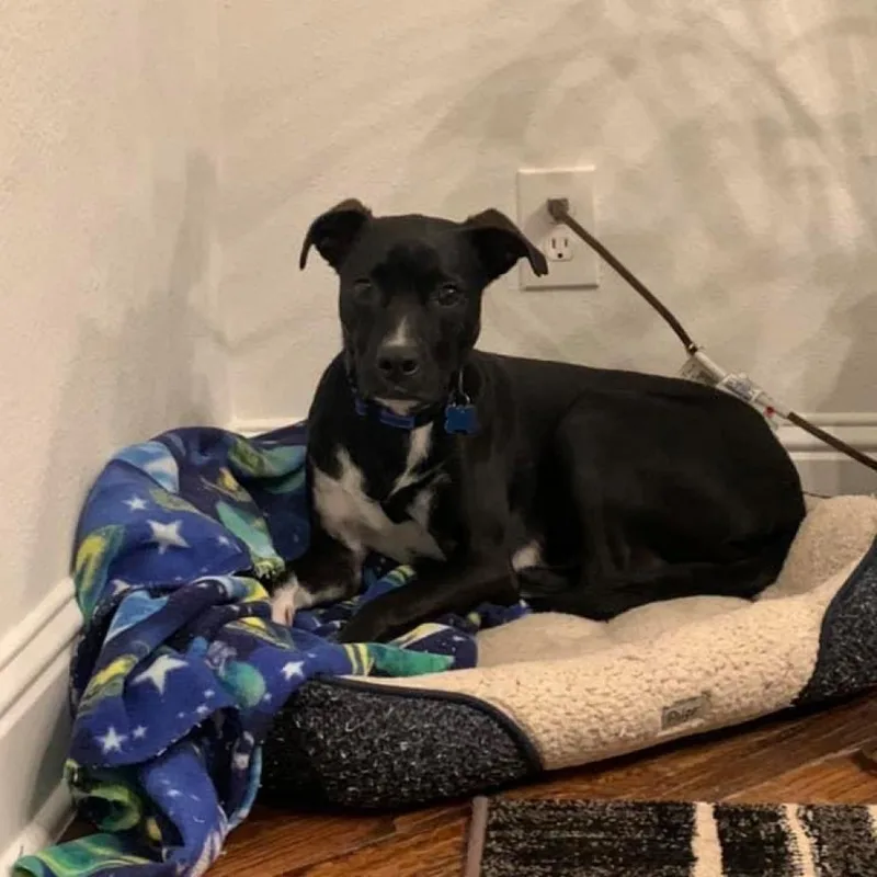 Bullwinkle Londo thumbnail 4