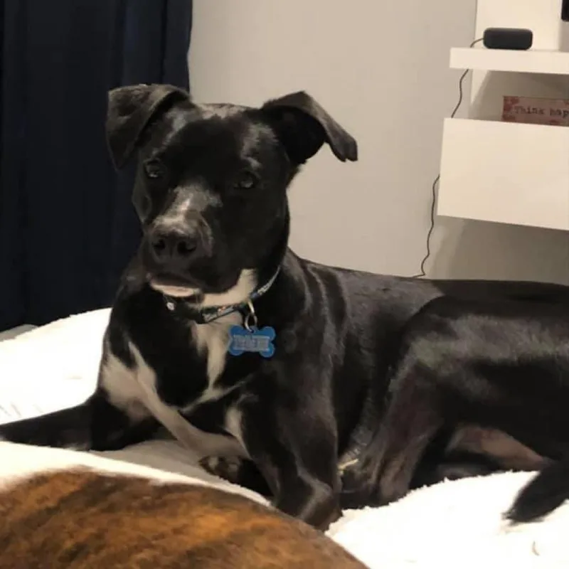 Bullwinkle Londo thumbnail 5