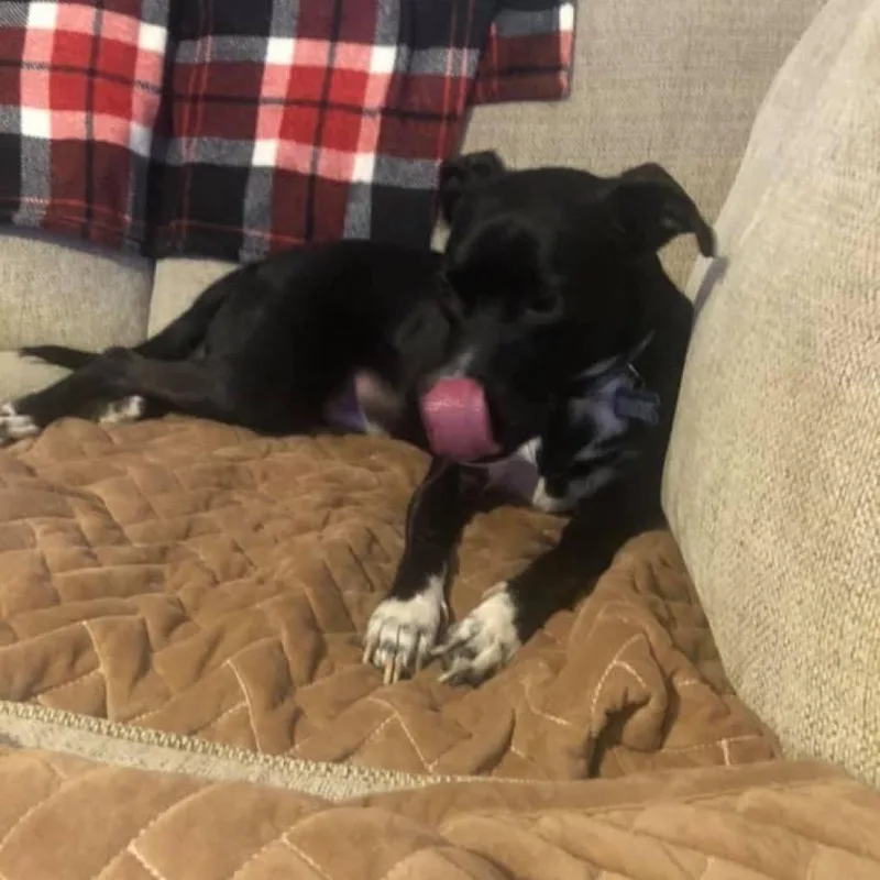 Bullwinkle Londo thumbnail 6