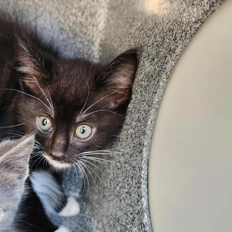A baby small-sized male Black Domestic Short Hair cat named O'Malley for adoption in Birmingham, AL
