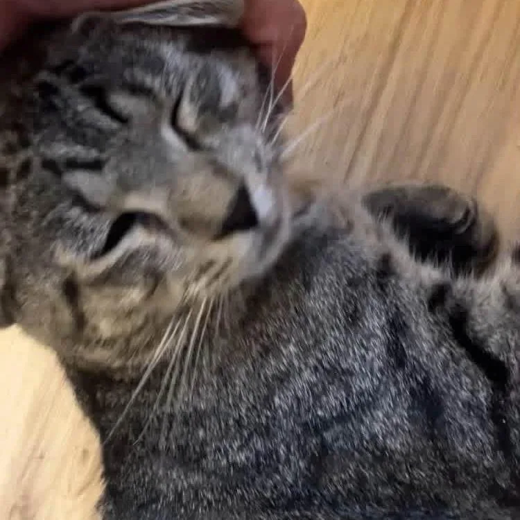 An adult medium-sized male Brown / Chocolate Domestic Short Hair cat named Clay for adoption in Quakertown, PA