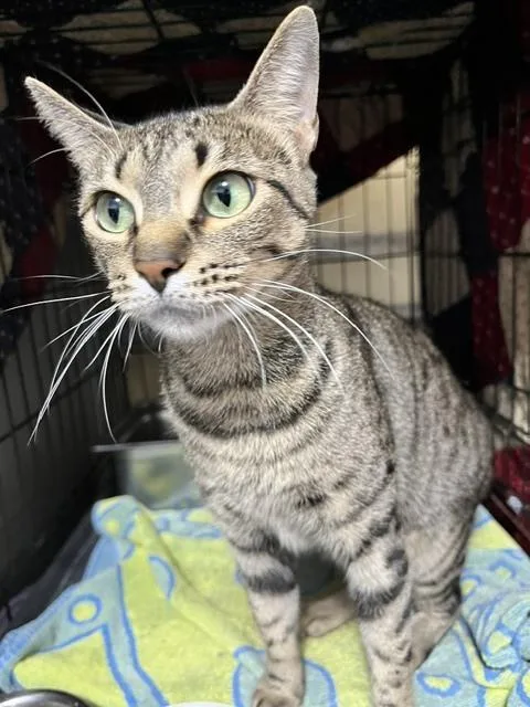 An adult medium-sized female Tabby (Brown / Chocolate) Domestic Short Hair cat named Poppy for adoption in Anoka, MN