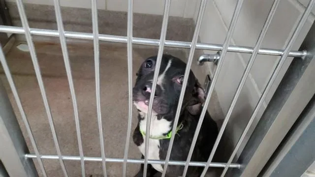 A young large-sized male Pit Bull Terrier dog named Sencere for adoption in Aurora, IL