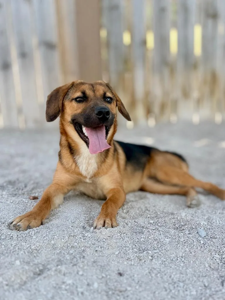 A young small-sized female Mixed Breed dog named Nora for adoption in Muskegon, MI