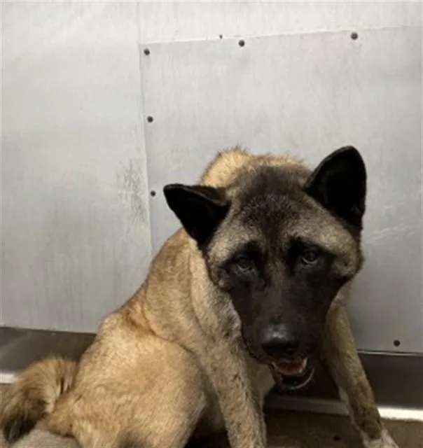 An adult medium-sized female Akita dog named Luna for adoption in San Bernardino, CA