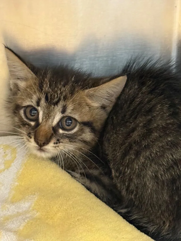 A baby medium-sized male Domestic Short Hair cat named Fisken for adoption in Sherwood, AR