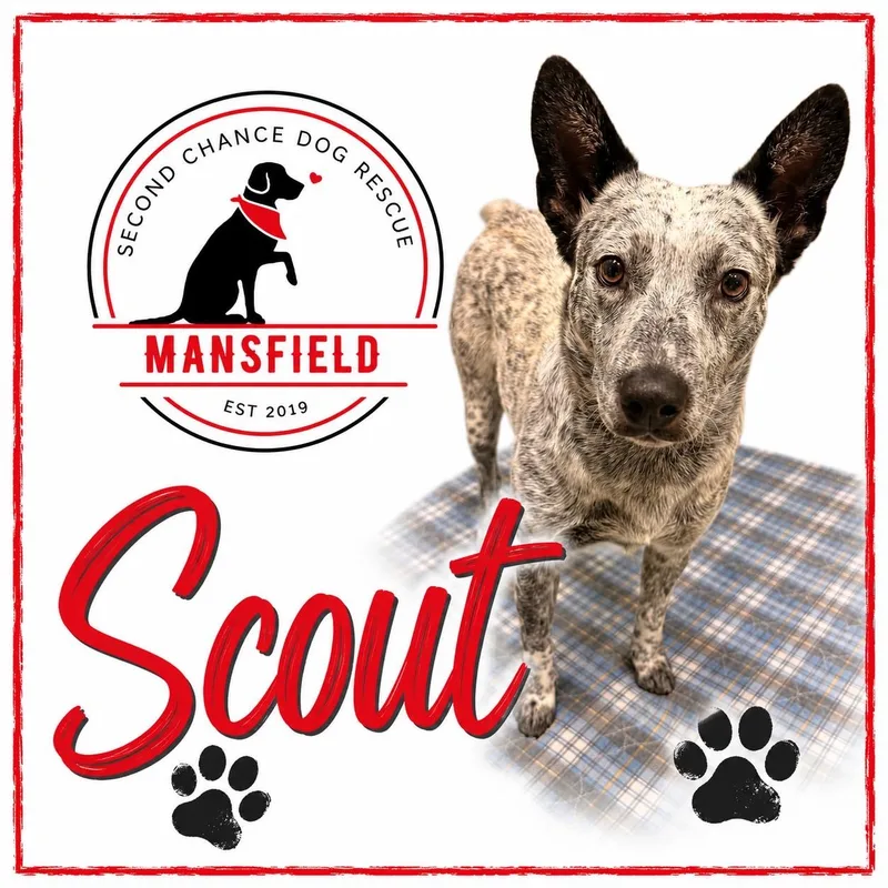 Scout thumbnail 6