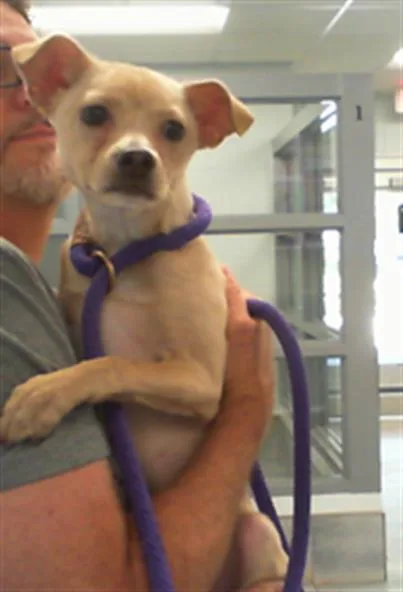 A baby small-sized male Chihuahua dog named Norway for adoption in Charlotte, NC