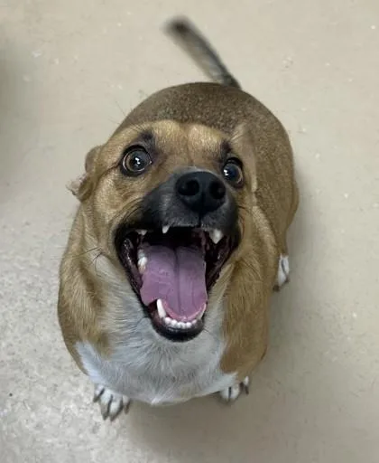 An adult medium-sized male Cardigan Welsh Corgi dog named Max for adoption in Phoenix, AZ