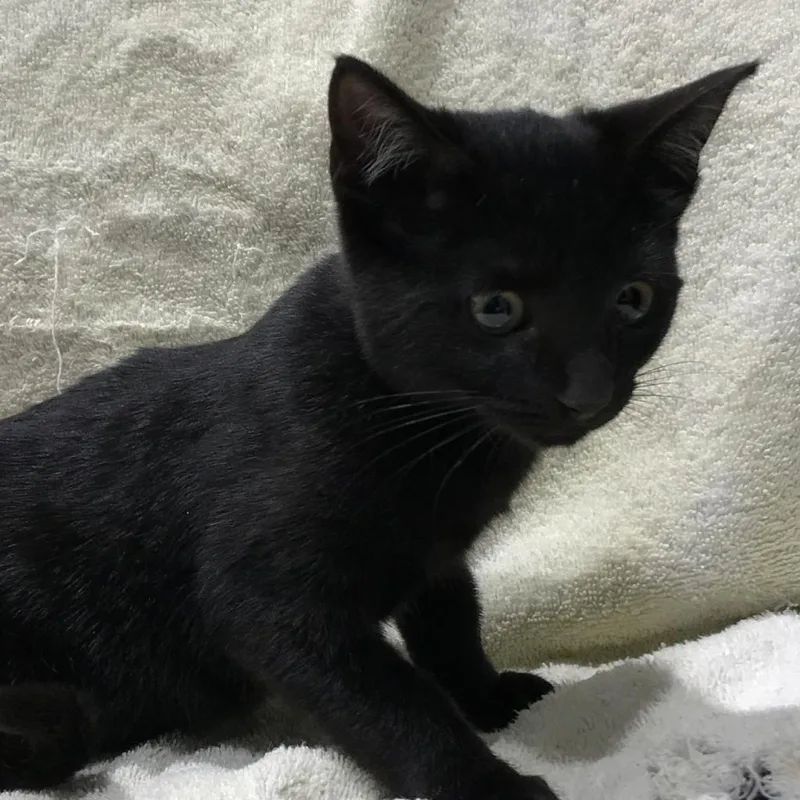 An adult large-sized female Black Domestic Short Hair cat named Freya for adoption in Tampa, FL