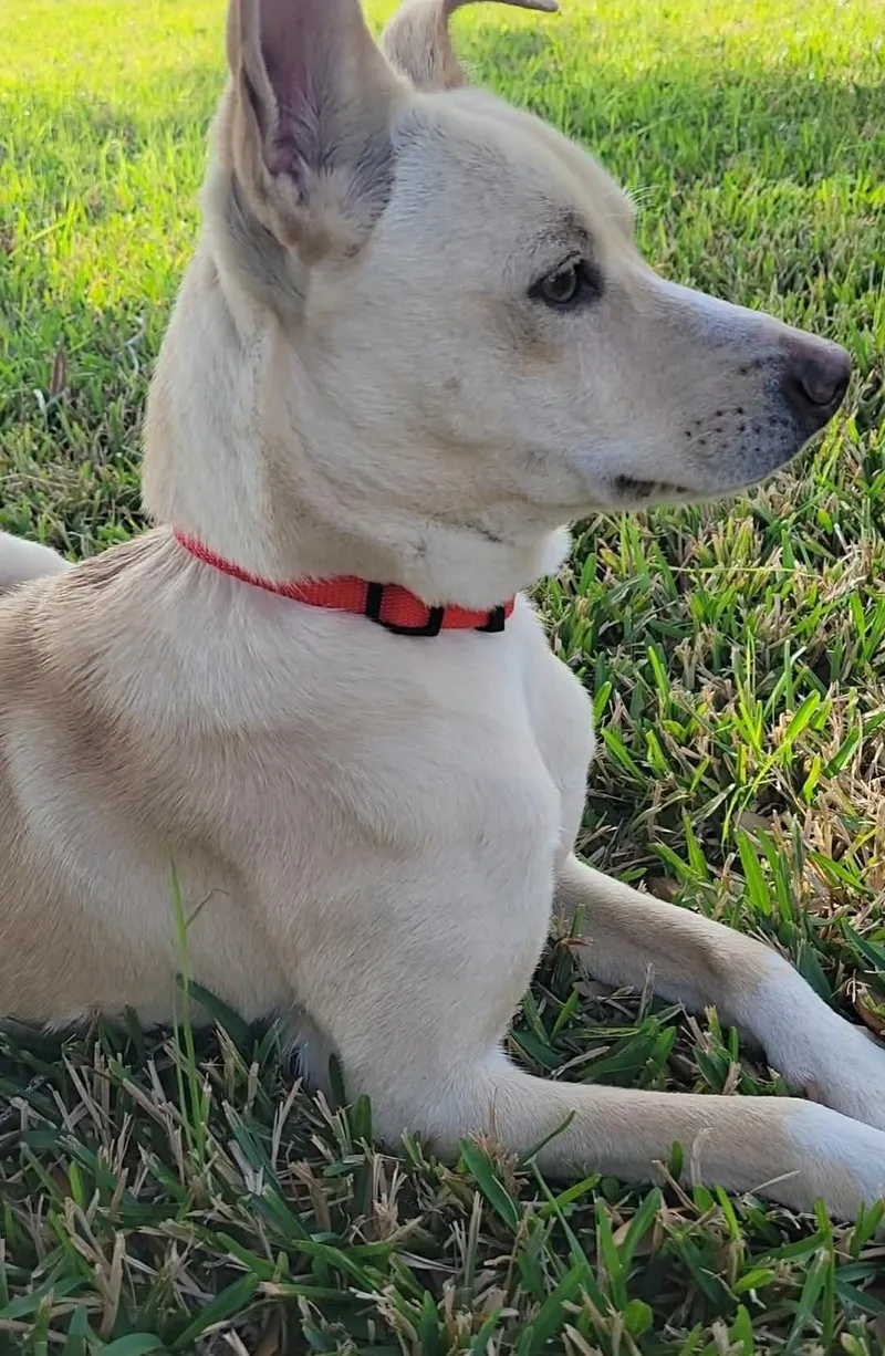 Kosler Lane thumbnail 2