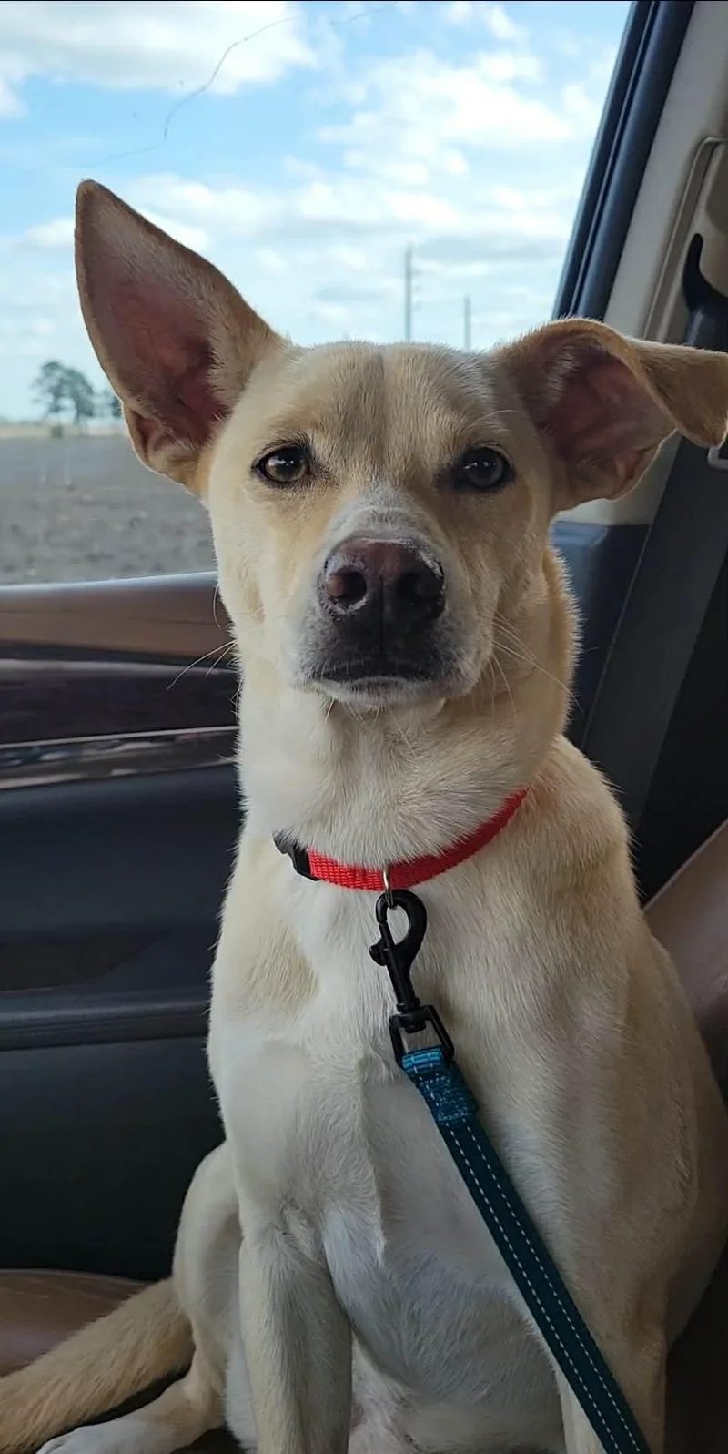 Kosler Lane thumbnail 3