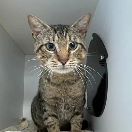 An adult small-sized male Domestic Short Hair cat named Cochise for adoption in Wheaton, IL