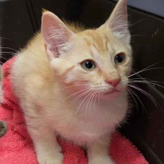 A baby small-sized male Orange / Red Domestic Short Hair cat named Orange for adoption in Auburn, AL