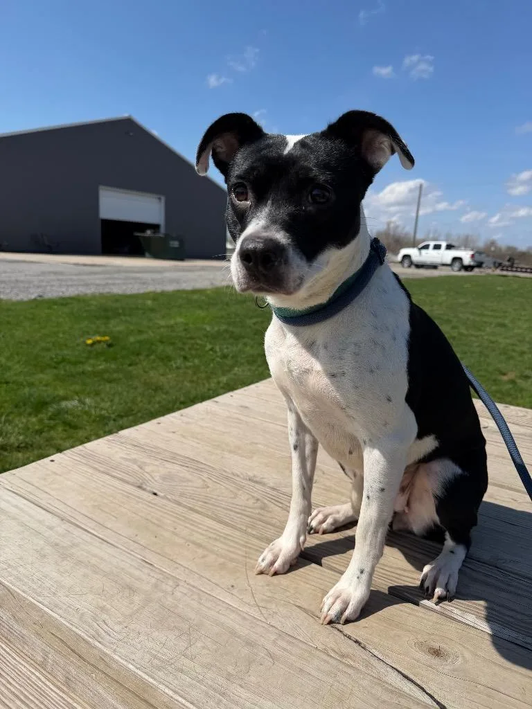 A young medium-sized female Terrier dog named Mitzi for adoption in Pierceton, IN