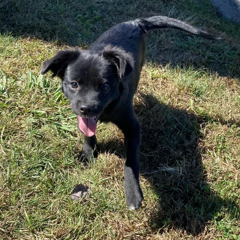 A baby small-sized female Black Mixed Breed dog named Mantis for adoption in Fletcher, NC