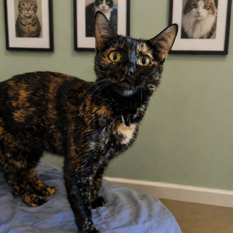 An adult small-sized female Tortoiseshell Domestic Short Hair cat named May for adoption in Hemet, CA