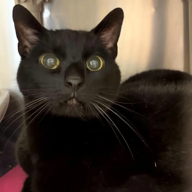 A senior large-sized male Black Domestic Short Hair cat named Mr. Golden Sun for adoption in Newark, DE