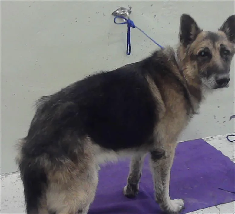 An adult large-sized male German Shepherd Dog dog named Jackson for adoption in Houston, TX