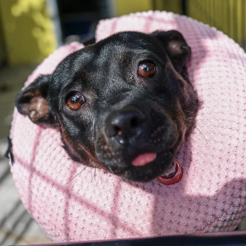 An adult small-sized male Black Pug dog named Potato for adoption in Bradenton, FL