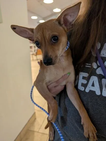 A young small-sized male Chihuahua dog named Little Joe for adoption in Gulfport, MS