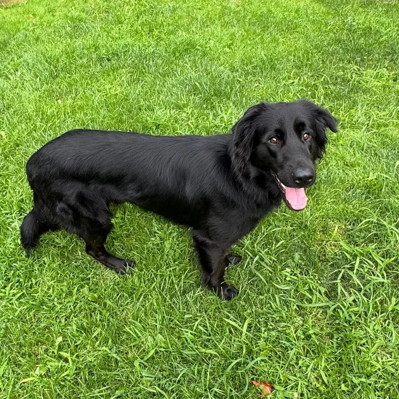 Maverick