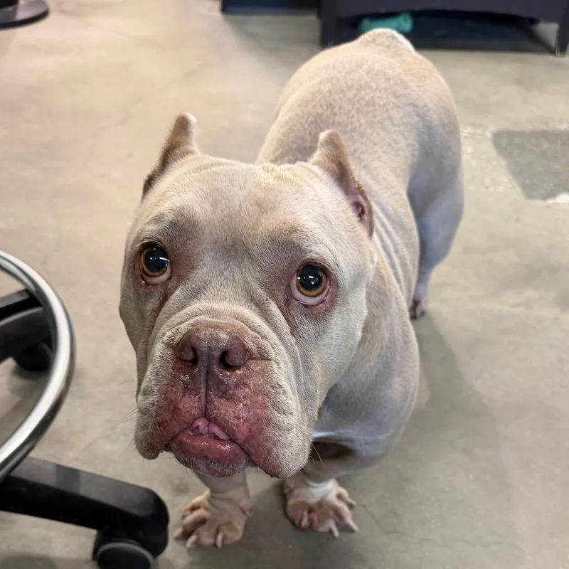An adult medium-sized female Yellow / Tan / Blond / Fawn English Bulldog dog named Hippo for adoption in Tampa, FL