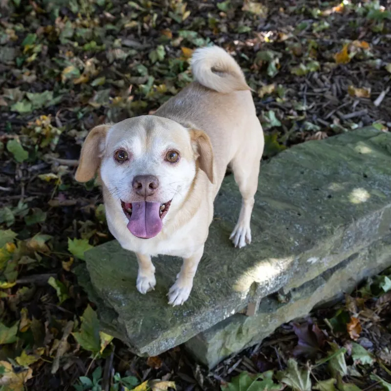 An adult small-sized male Yellow / Tan / Blond / Fawn Pug dog named Rosco for adoption in McKean, PA