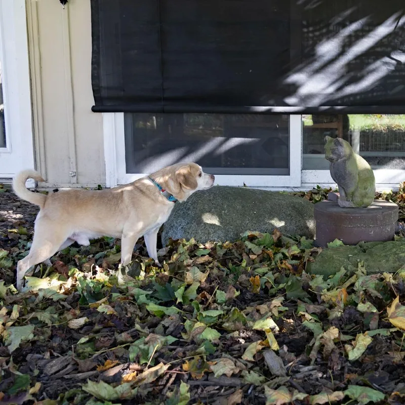Rosco thumbnail 6
