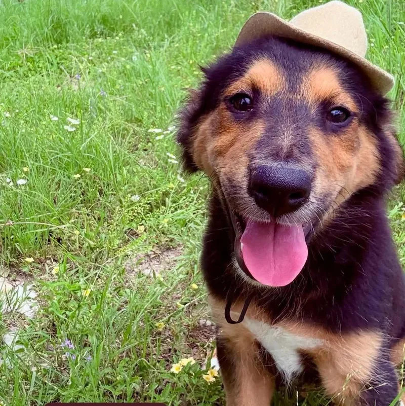 A baby medium-sized male Tricolor (Brown, Black, & White) Border Collie dog named Oso for adoption in Traverse City, MI