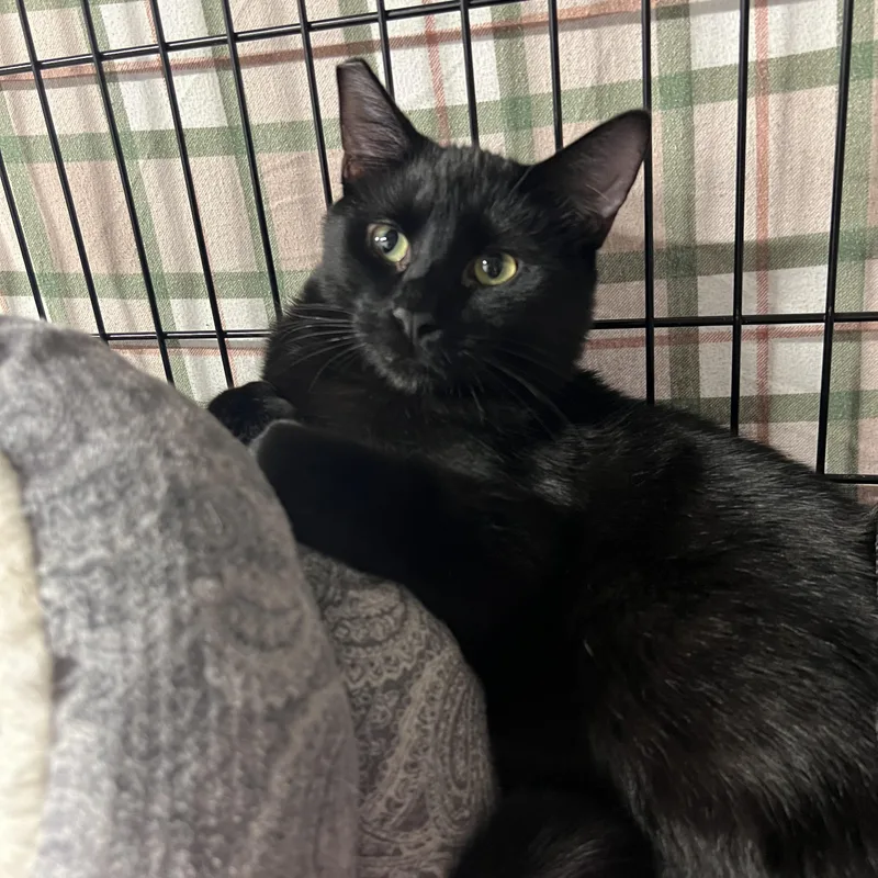 An adult medium-sized male American Shorthair cat named Max for adoption in Altoona, PA