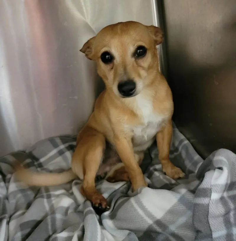 An adult small-sized male Yellow / Tan / Blond / Fawn Chihuahua dog named Buddy for adoption in Van Alstyne, TX