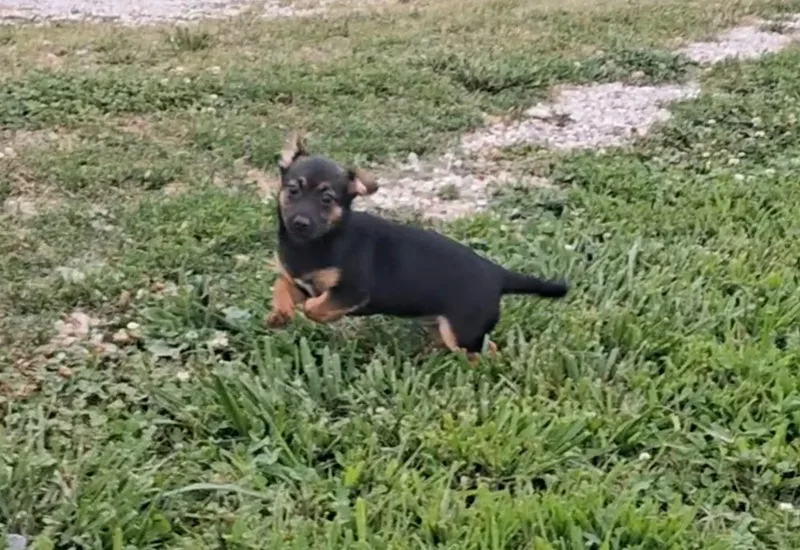A baby small-sized male Terrier dog named Milo for adoption in Hillsboro, MO