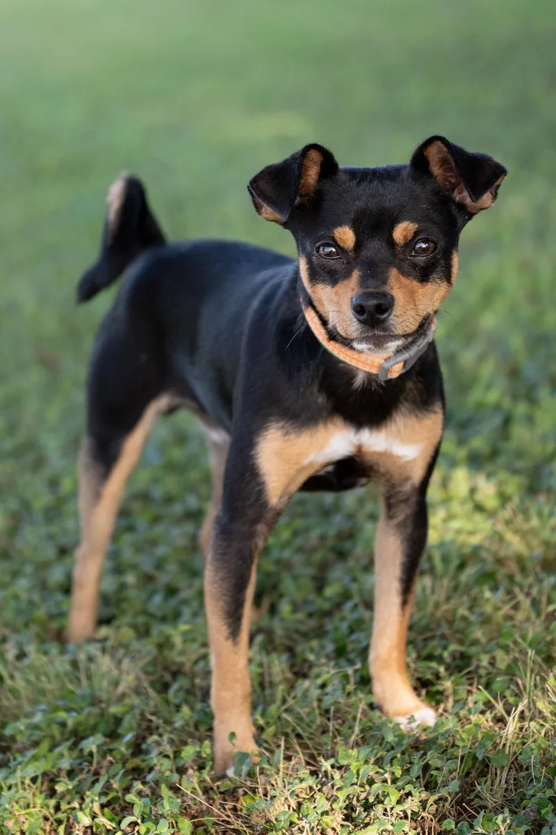 Koda