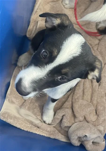 A baby medium-sized female Mixed Breed dog named Raven for adoption in Dallas, TX