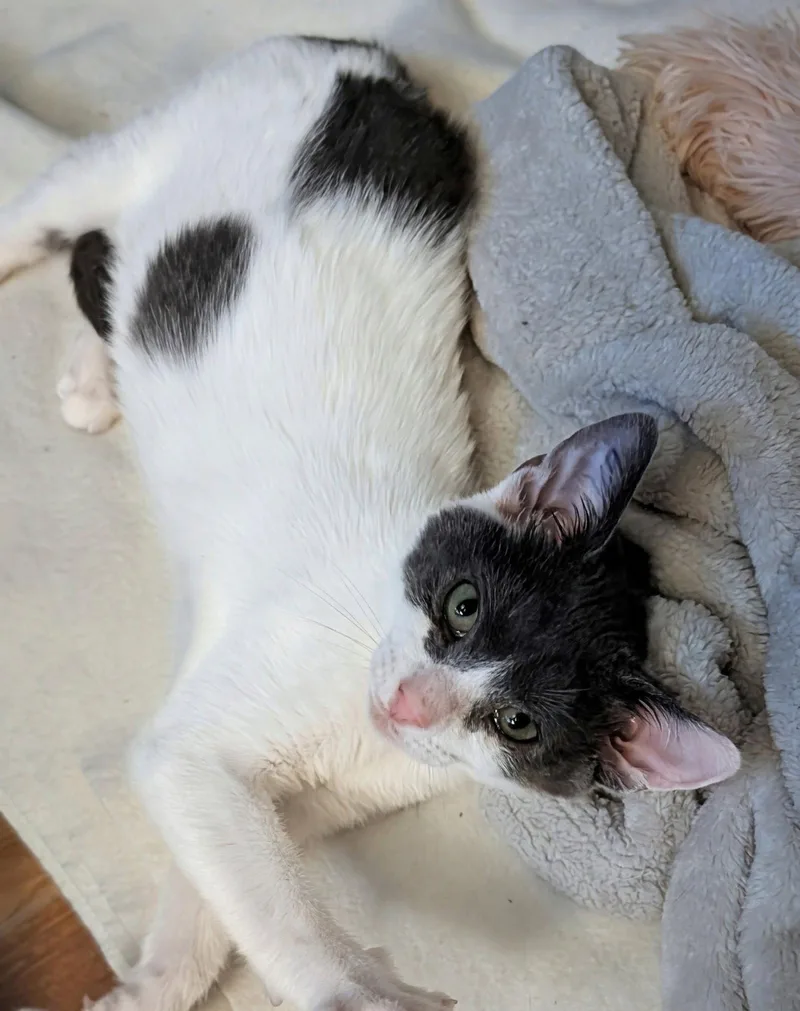 A baby medium-sized female Gray & White Domestic Short Hair cat named Opal for adoption in Trenton, NJ