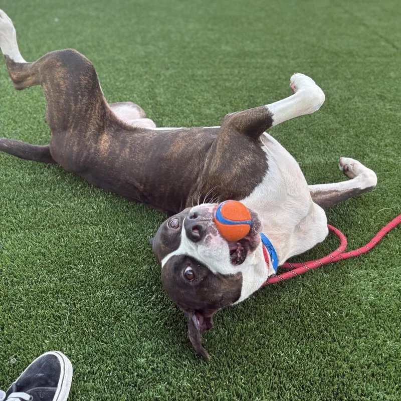 An adult large-sized male American Staffordshire Terrier dog named Tiger for adoption in Chicago, IL