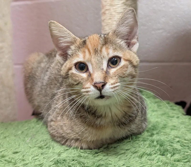 A baby medium-sized female Tabby (Buff / Tan / Fawn) Domestic Short Hair cat named May for adoption in Smithfield, NC