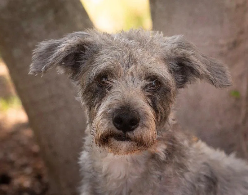 An adult small-sized male Shih Tzu dog named Rolo for adoption in Southaven, MS