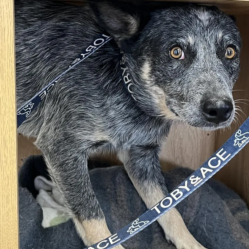 An adult medium-sized male Australian Cattle Dog / Blue Heeler dog named Clancy for adoption in Pagosa Springs, CO