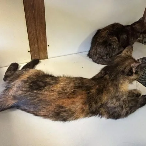 An adult medium-sized female Tortoiseshell Domestic Short Hair cat named Berry for adoption in Braintree, MA