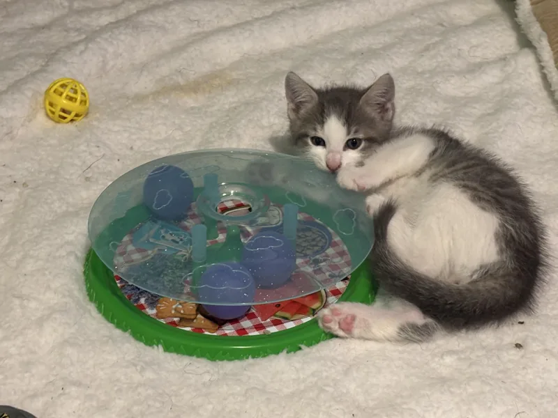 A baby medium-sized male Gray & White Domestic Short Hair cat named Mighty for adoption in Albany, NY