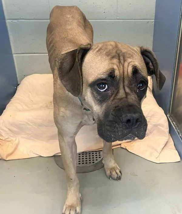 An adult large-sized female Mixed Breed dog named Goldie for adoption in Staten Island, NY