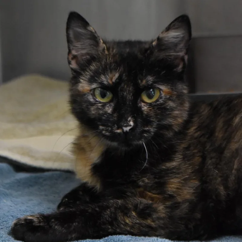 A young medium-sized female Calico Domestic Short Hair cat named Juliette for adoption in Harrisonburg, VA